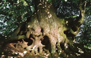 Buchenwald in Holstein